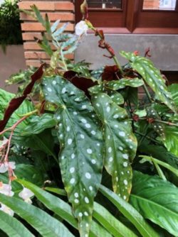 Begonia