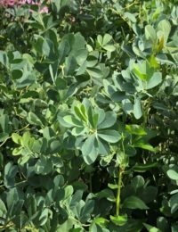 Blueberry Sundae False Indigo
