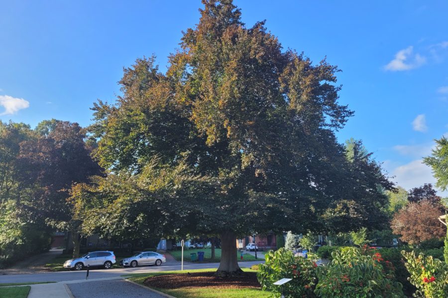 Copper Beech Tree