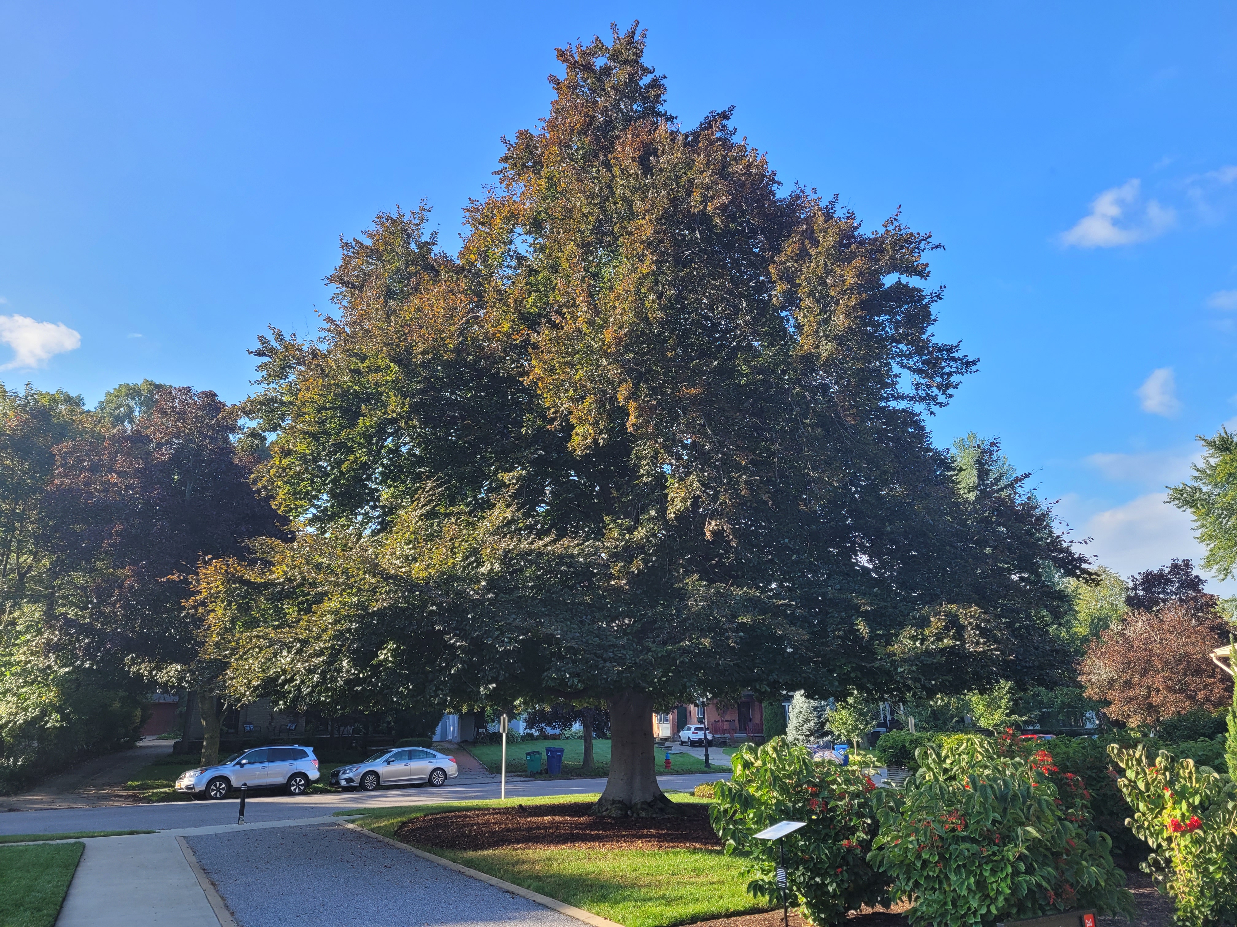 Copper Beech Tree