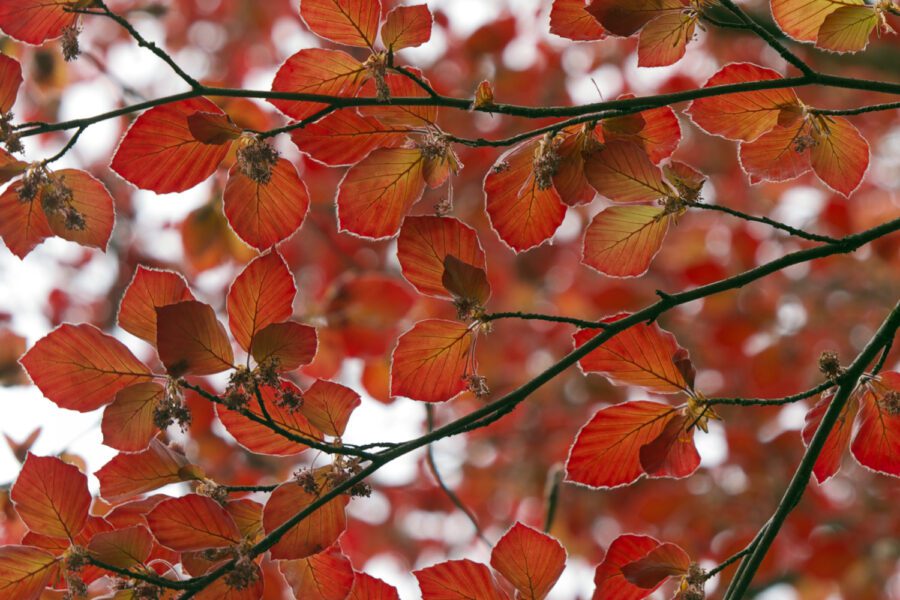 Copper Beech Tree