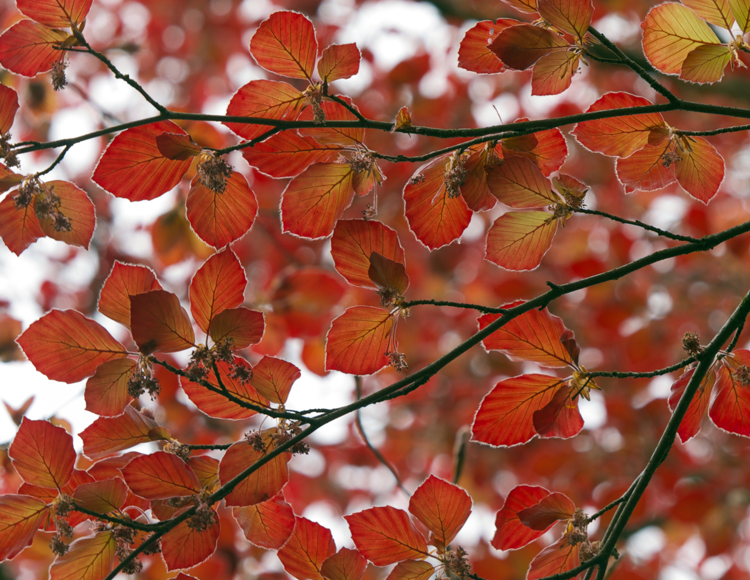 Copper Beech Tree