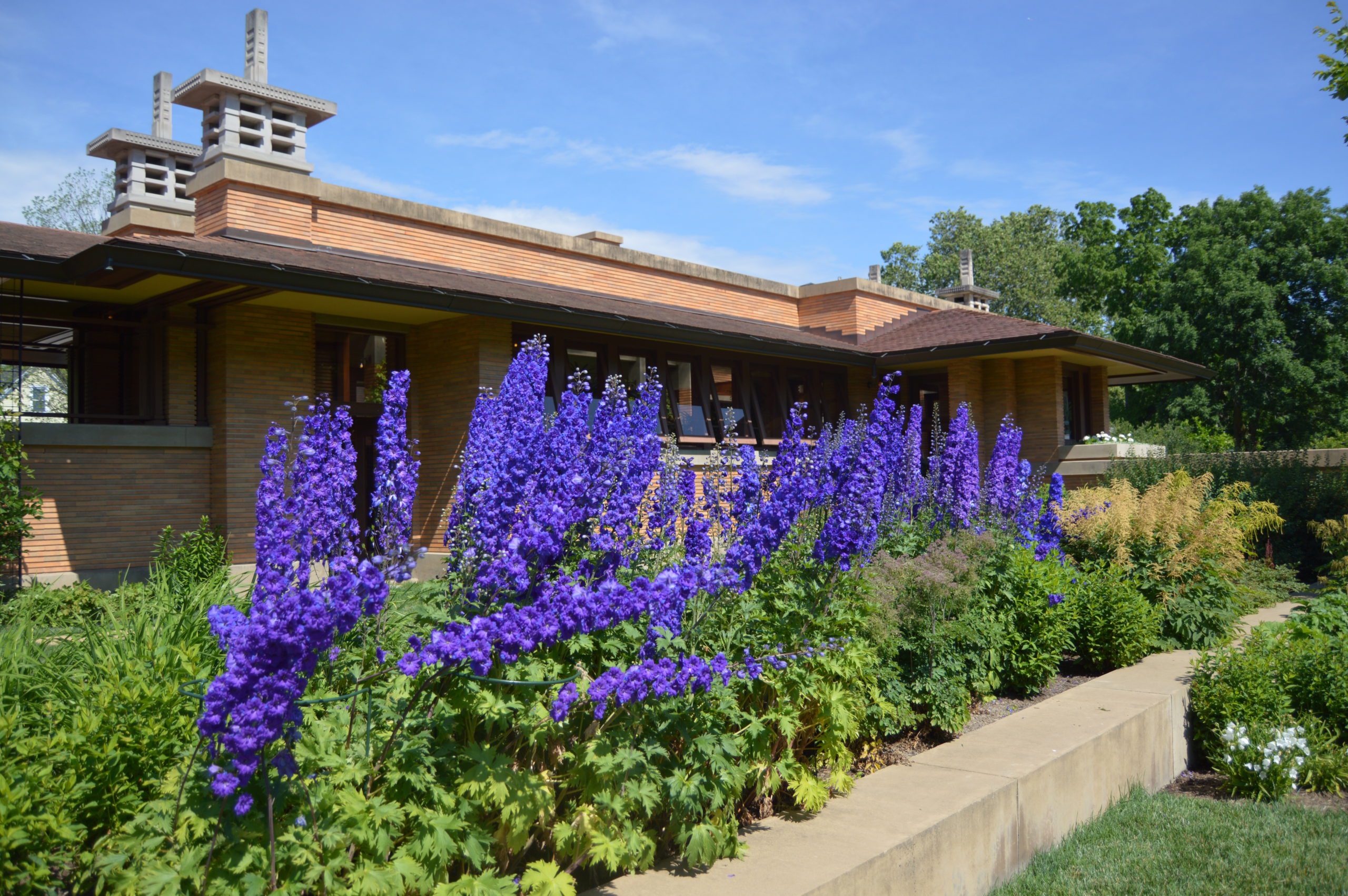 Delphiniums