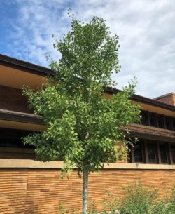 Ginkgo Tree