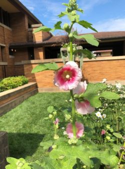 Hollyhock