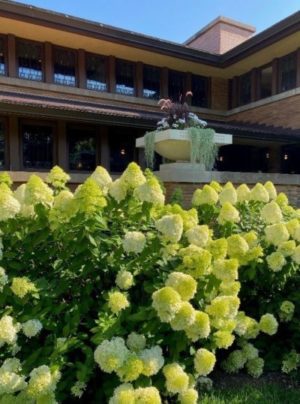 Hydrangeas