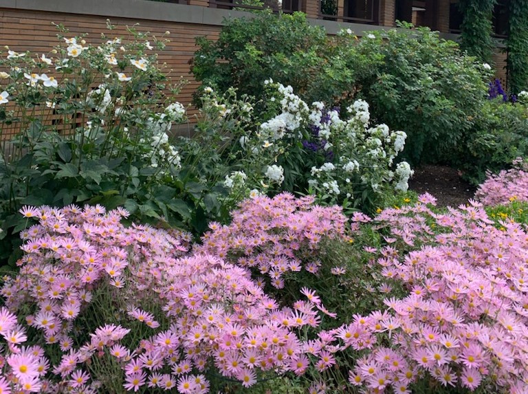 Mums in the Courtyard Garden