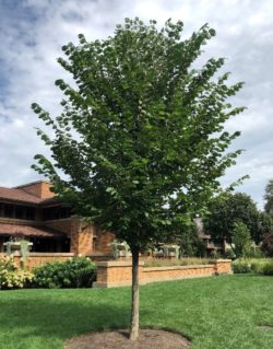 New Harmony American Elm Tree