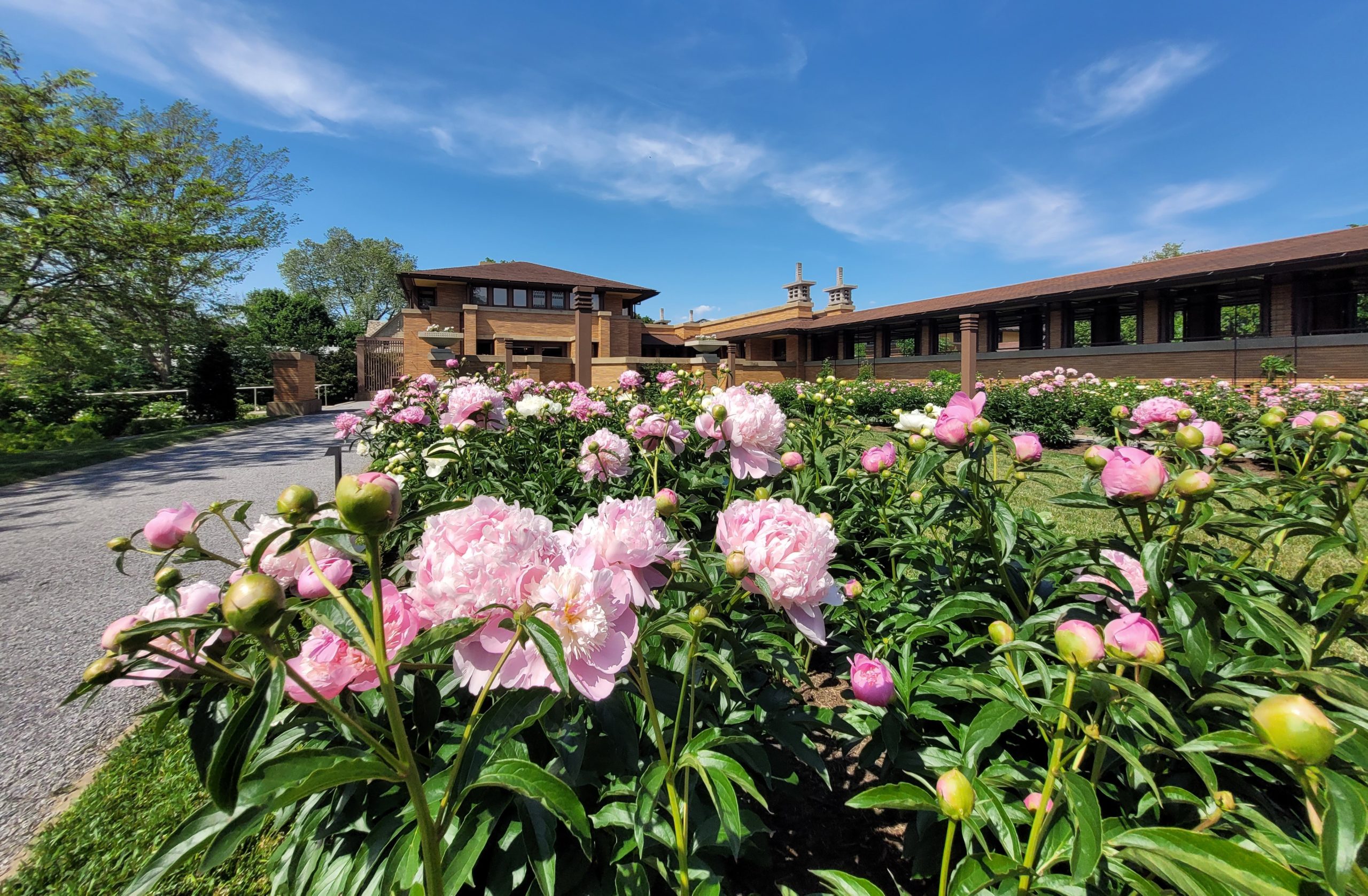 Peonies in bloom