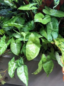 Pixie Arrowhead Plant