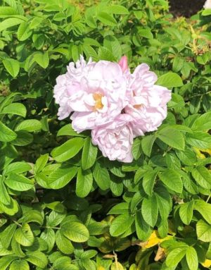 Rugosa Roses